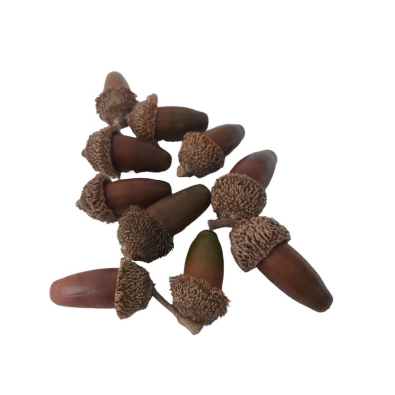 میوه تزیینی مدل بلوط بسته 10 عددی