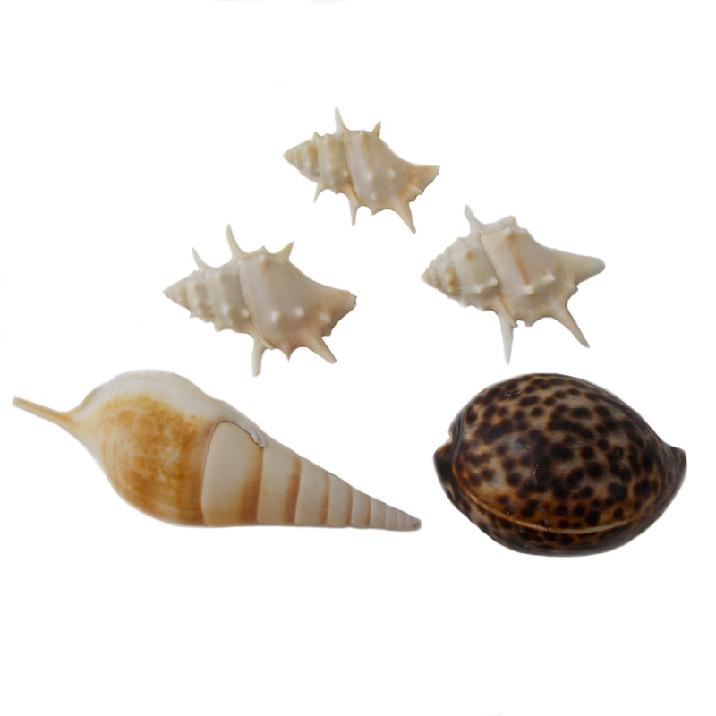 صدف تزئینی کد RS8 مجموعه 5 عددی